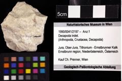 Foto (Objket + Etiketten) von Decapoda indet. 